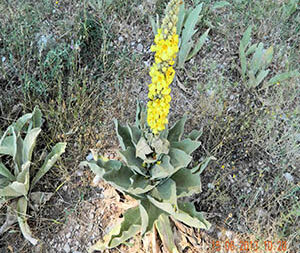 Φλόμος  50γρ