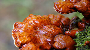 Γανόδερμα Βio 100gr