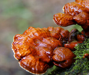 Γανόδερμα Βio 100gr