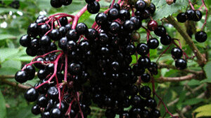 Ζαμπούκος Καρπός 50g