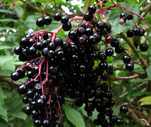 Ζαμπούκος Καρπός 50g