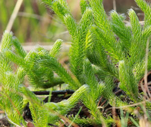Λυκοπόδιο 50 γρ