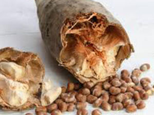 Baobab 100γρ