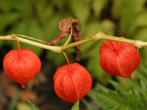 Ασβαγκάντα Σκόνη 100γρ