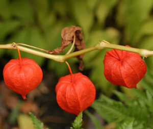 Ασβαγκάντα Σκόνη 100γρ