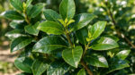 mate_plant-DonCapone Μάτε Yerba Mate Ilex paraguariensis 50 γρ. – αποξηραμένα φύλλα για φυτικό ρόφημα