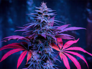 Ανθοί HHG - CB9 - H3CBN - THC-P - CBD