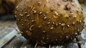 Γλυκομαννάνη bio 100γρ