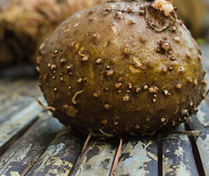 Γλυκομαννάνη bio 100γρ