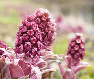 Πετασίτης 50γρ