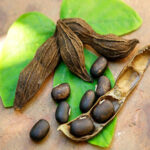 Mucuna σκόνη 100gr
