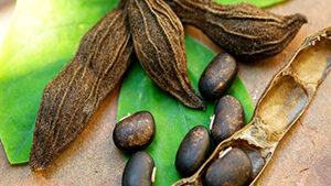 Mucuna σκόνη 100gr