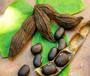 Mucuna σκόνη 100gr