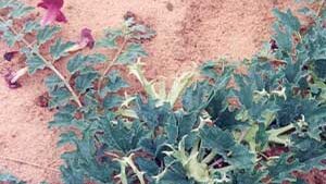 Αρπαγόφυτο 100g