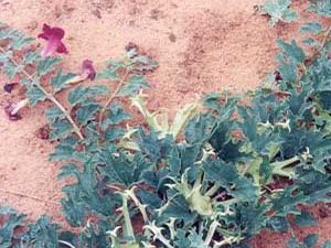 Αρπαγόφυτο 100g