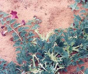 Αρπαγόφυτο 100g