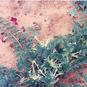 Αρπαγόφυτο 100g