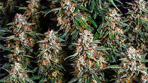 STRAWBERRY CHEESECAKE AUTO STRAIN