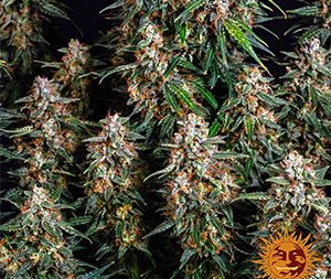 STRAWBERRY CHEESECAKE AUTO STRAIN