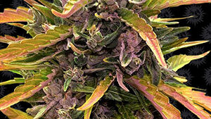 GORILLA GLUE AUTO STRAIN