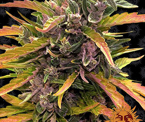 GORILLA GLUE AUTO STRAIN