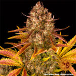 DOS SI DOS AUTO STRAIN