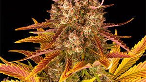 DOS SI DOS AUTO STRAIN