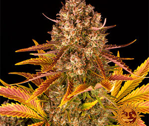 DOS SI DOS AUTO STRAIN