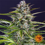 GORILLA ZKITTLEZ AUTO TRAIN
