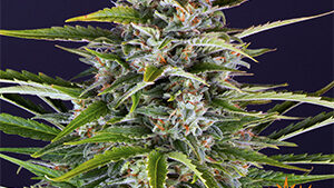 GORILLA ZKITTLEZ AUTO STRAIN