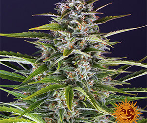 GORILLA ZKITTLEZ AUTO STRAIN