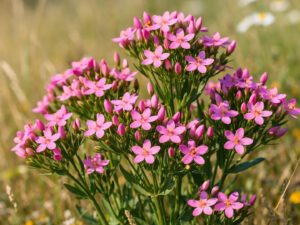 Κενταύριο αποξηραμένο βότανο για πέψη, τόνωση οργανισμού και όρεξη. Ιδανικό για ρόφημα | DonCapone