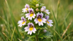 Ευφραζία (Euphrasia officinalis) για μάτια, αντιφλεγμονή, ανακούφιση κόπωσης και ερεθισμών| DonCapone