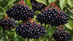 Ζαμπούκο καρποί (Sambucus nigra) για ανοσοποιητικό, τόνωση, αναπνευστικό | DonCapone