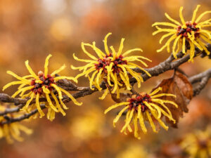 Αμαμελήδα φύλλο αποξηραμένο βότανο 50γρ DonCapone