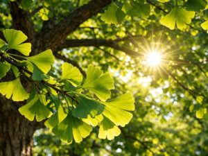 Γκίνγκο Μπιλόπμπα 50γρ