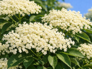 Ζαμπούκο άνθη (Sambucus nigra) για αναπνευστικό, αποχρεμπτική δράση, φυσική άμυνα | DonCapone