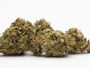 Άνθοι κάνναβης ποικιλίας Rainbow Warrior