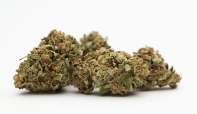 Άνθοι κάνναβης ποικιλίας Rainbow Warrior