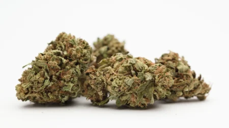 Άνθοι κάνναβης ποικιλίας Rainbow Warrior