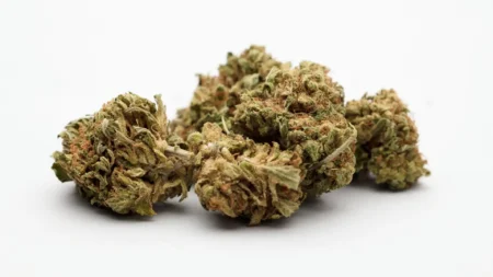 Ανθοί κάνναβης Maui Wowie CBD 50%