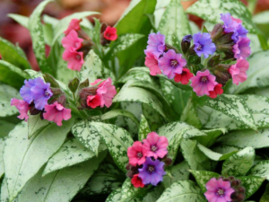 Πνευμονόχορτο 50γρ