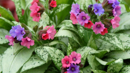 Πνευμονόχορτο 50γρ