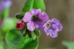 Το άνθος του βοτάνου Πνευμονόχορτο (Pulmonaria officinalis)