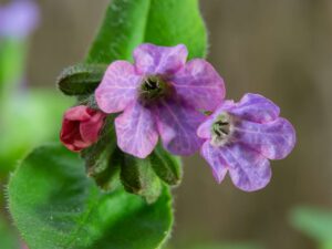 Το άνθος του βοτάνου Πνευμονόχορτο (Pulmonaria officinalis)
