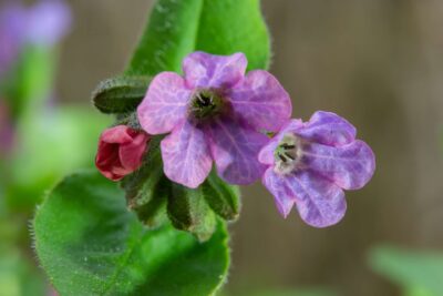 Το άνθος του βοτάνου Πνευμονόχορτο (Pulmonaria officinalis)