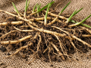 Αγριάδα αποξηραμένη ρίζα βότανο 50γρ DonCapone