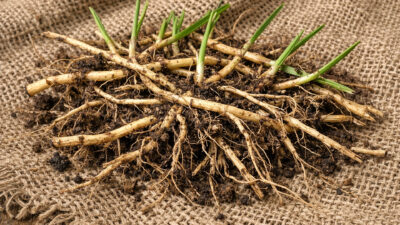 Αγριάδα αποξηραμένη ρίζα βότανο 50γρ DonCapone