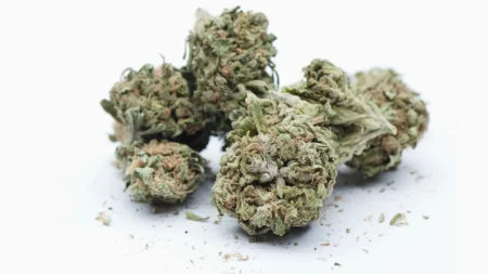 Ανθοί κάνναβης Porn Star με CBD έως 50%