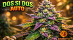 Dos Si Dos Auto Barney’s Farm autoflower cannabis seeds indica dominant strain